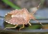 Peribalus strictus vernalis